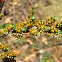 Облепиха "ГНОМ" (МУЖ.ОПЫЛИТЕЛЬ) (КРУПНОМЕР! КРУПНОЕ, МОЩНОЕ ДЕРЕВО!) Облепиха "ГНОМ" (МУЖ.ОПЫЛИТЕЛЬ) (КРУПНОМЕР! КРУПНОЕ, МОЩНОЕ ДЕРЕВО!)